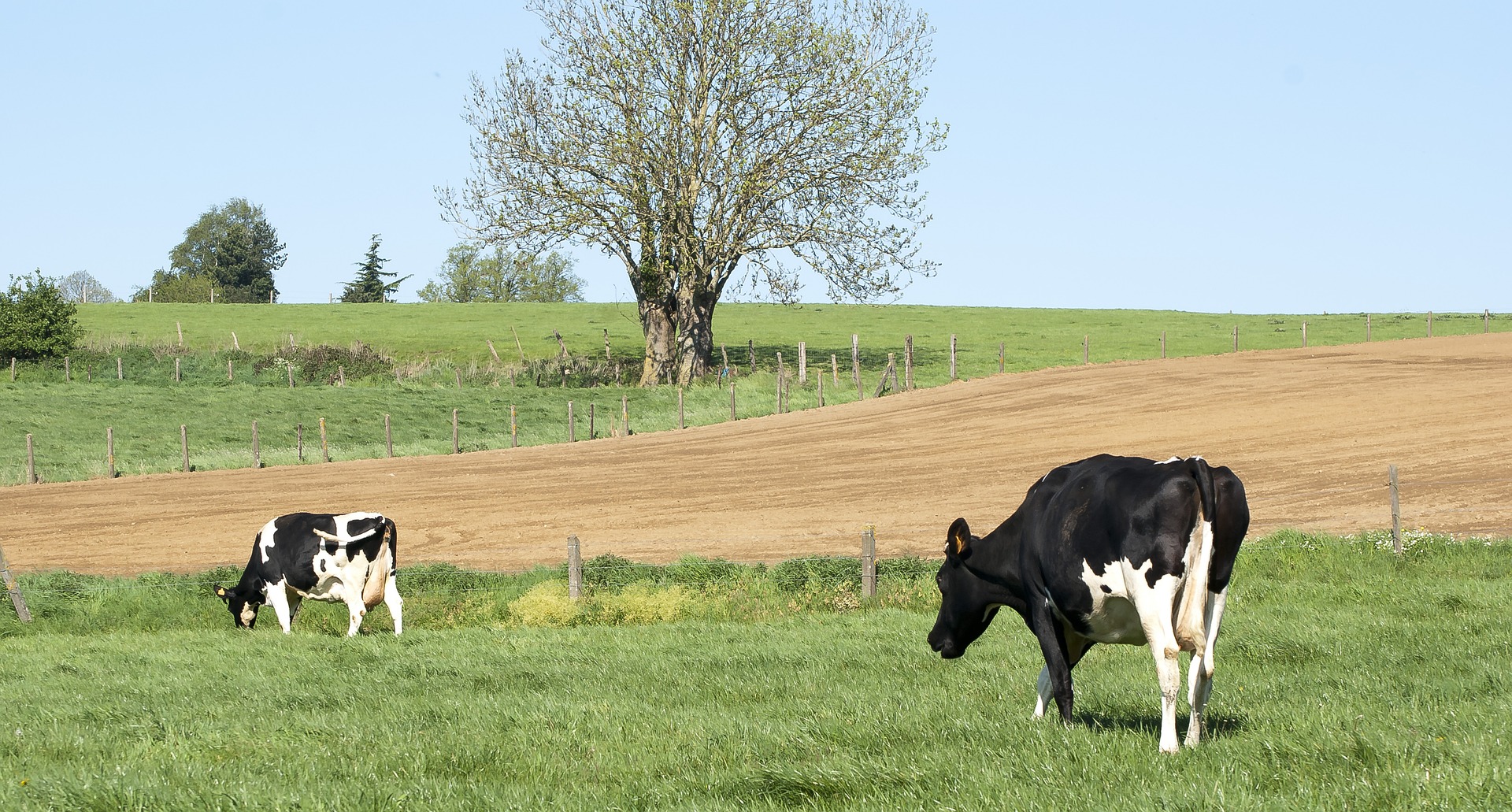 cows-gf8fdf214d_1920.jpg