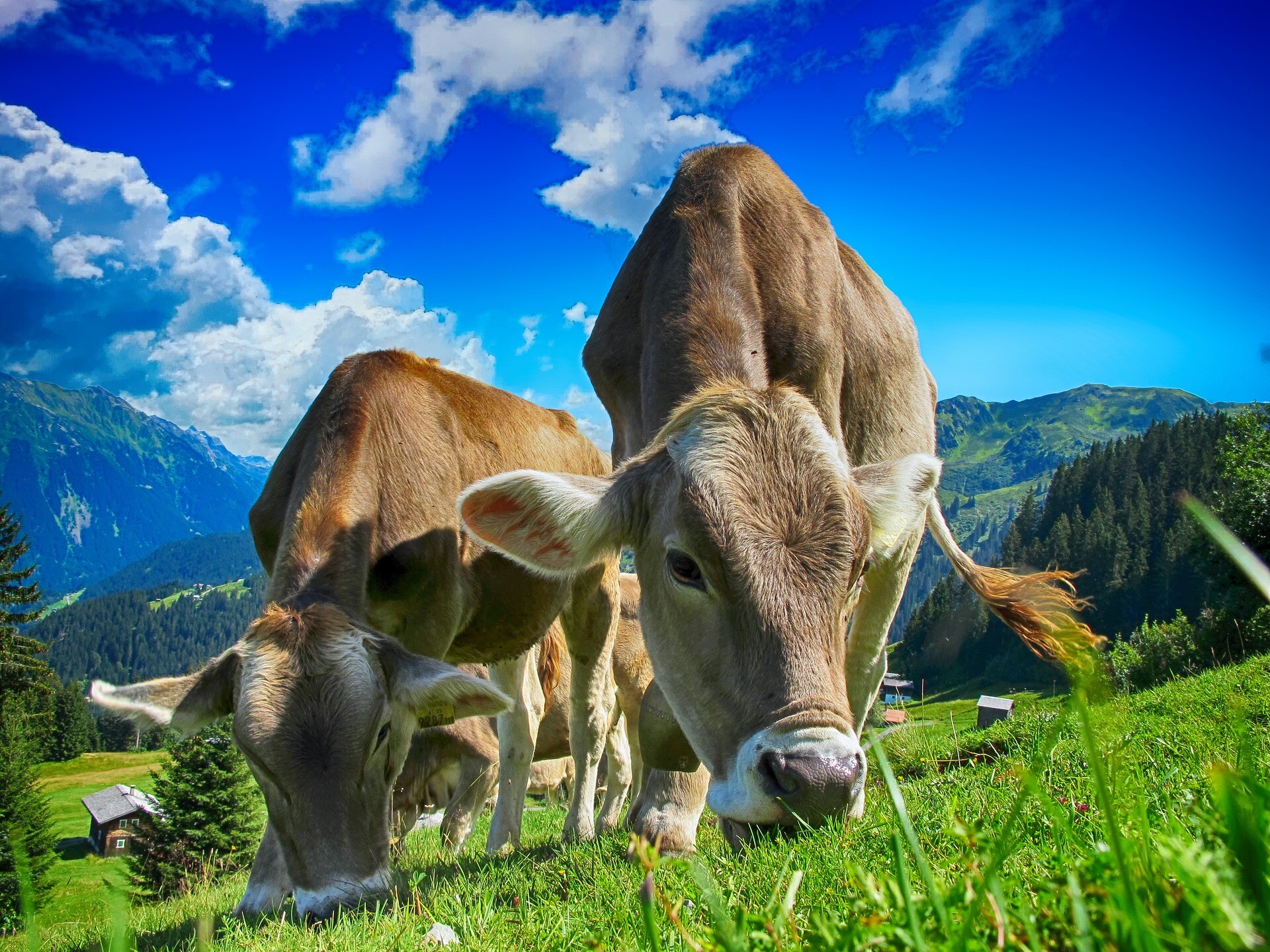 cows-g7b7593645_1920.jpg